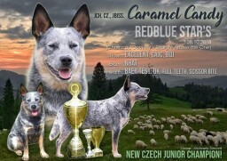 letáček výstavní úspěchy